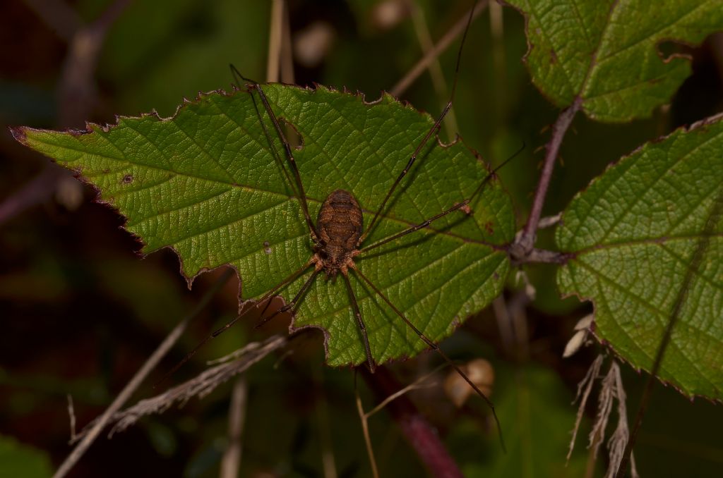 Phalangiidae: cfr.Mitopus sp.